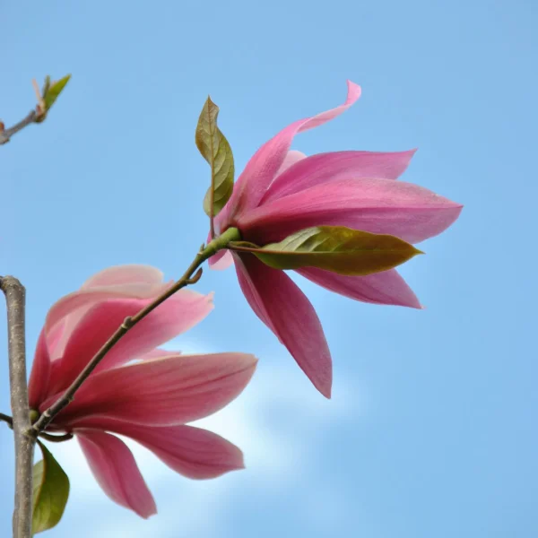 Magnolia 'Spectrum' – Magnoliaceae