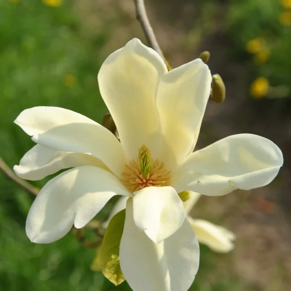 Magnolia 'Sunray' – Magnoliaceae