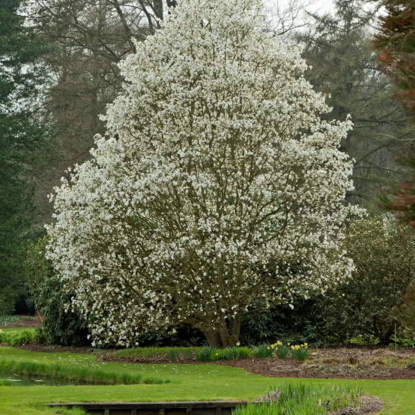 Magnolia 'Wada's Memory' – Magnoliaceae