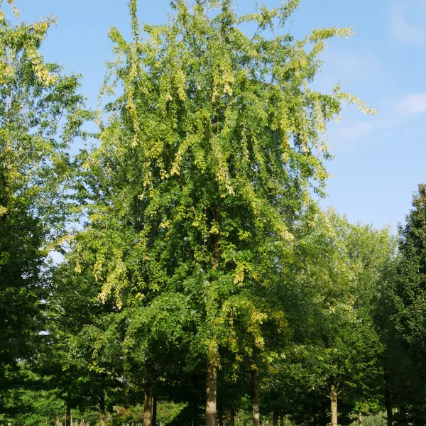 Acer saccharinum 'Laciniatum Wieri' – Aceraceae