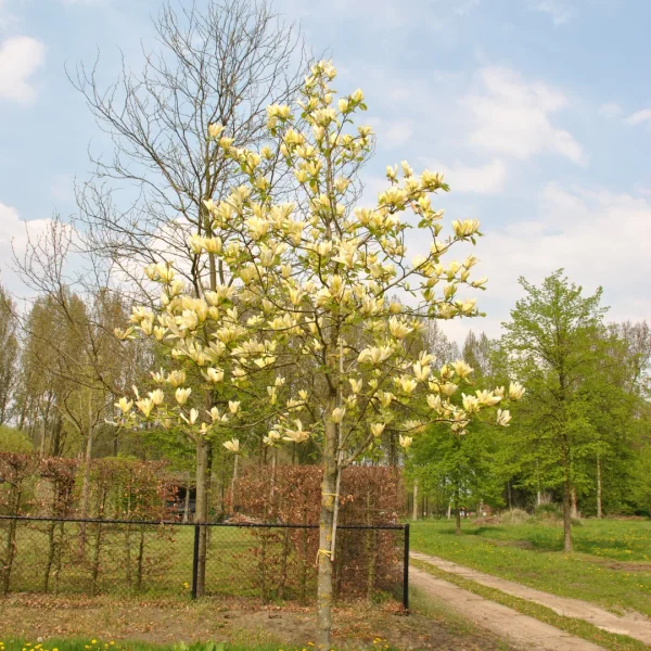 Magnolia 'Yellow Lantern' – Magnoliaceae