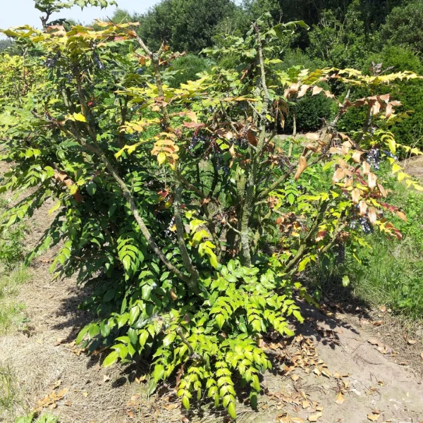 Mahonia bealei – Berberidaceae