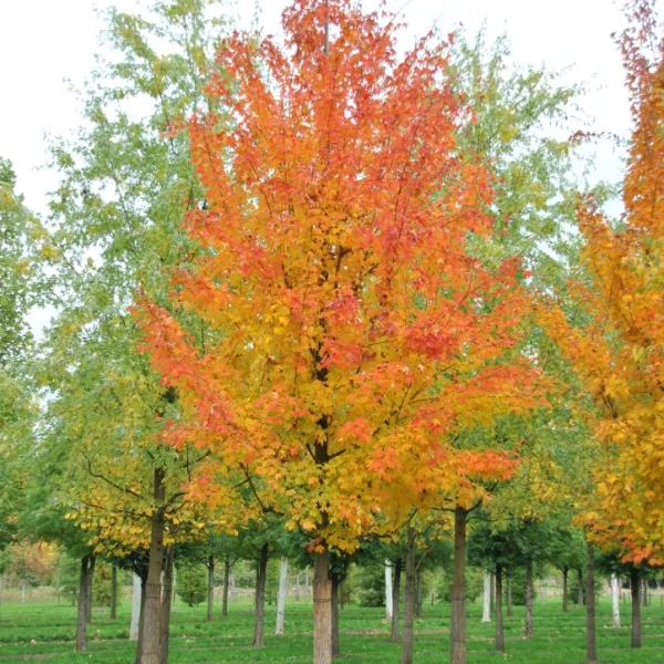 Acer saccharum – Aceraceae
