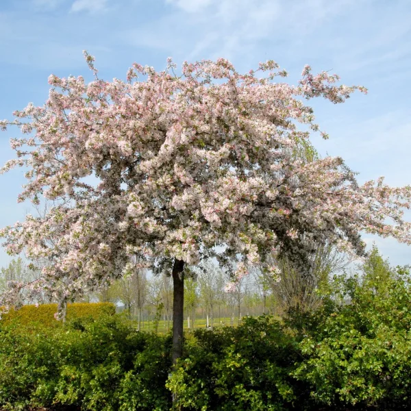 Malus floribunda – Rosaceae