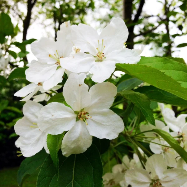 Malus hupehensis 'Arie Mauritz' – Rosaceae