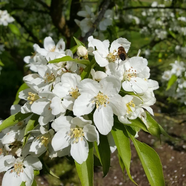 Malus robusta 'Persicifolia' – Rosaceae