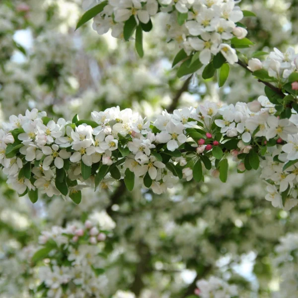Malus SUGAR TYME ('Sutyzam') – Rosaceae