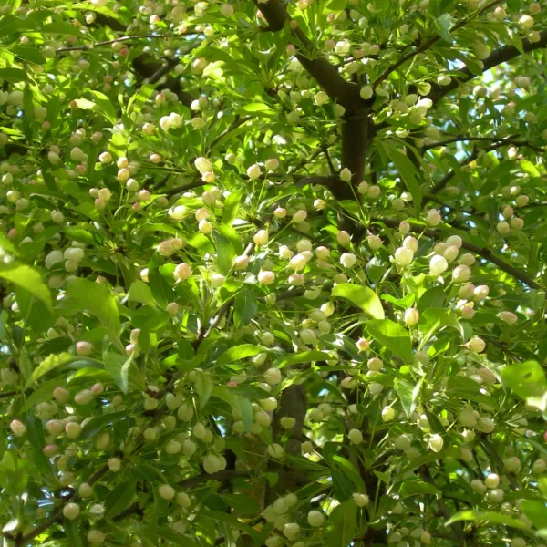 Malus toringo – Rosaceae