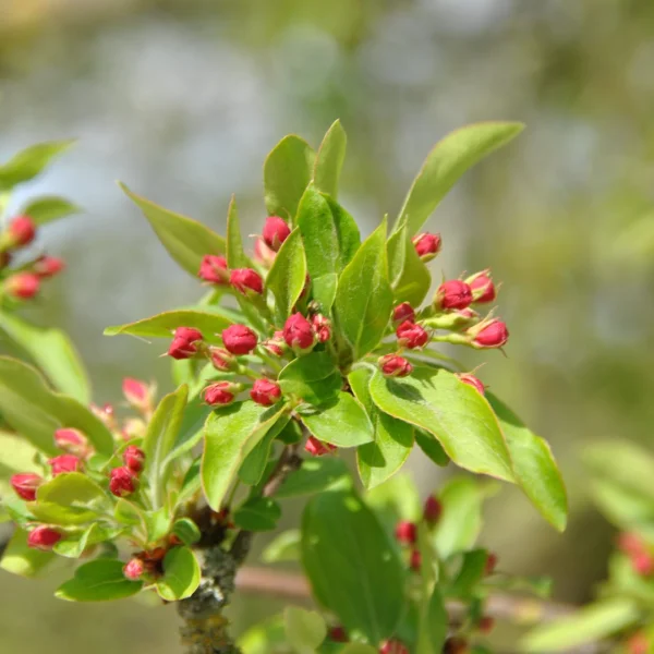 Malus toringo var. sargentii – Rosaceae