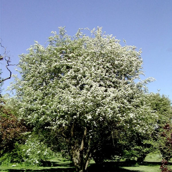 Malus toringoides – Rosaceae