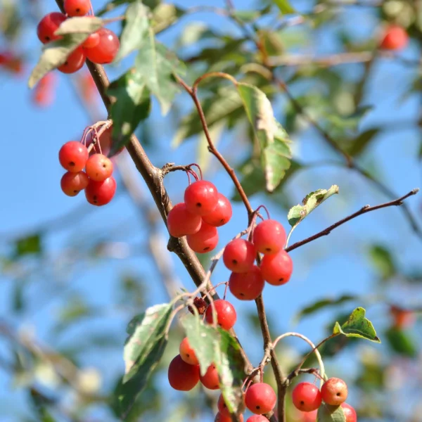 Malus toringoides 'Mandarin' – Rosaceae
