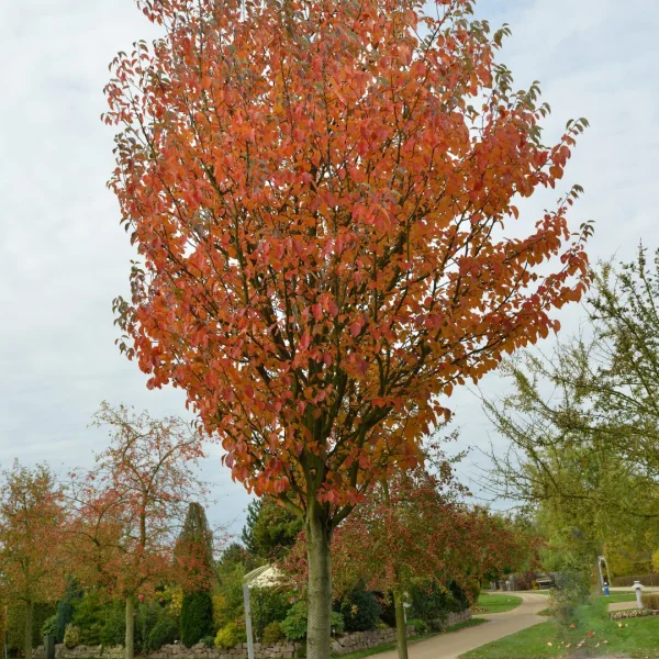 Malus tschonoskii – Rosaceae