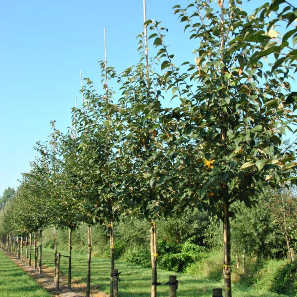 Malus yunnanensis var. veitchii – Rosaceae