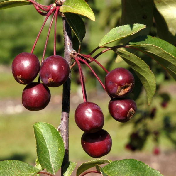Malus 'Adams' – Rosaceae