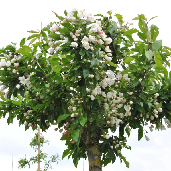 Malus 'Adirondack' – Rosaceae