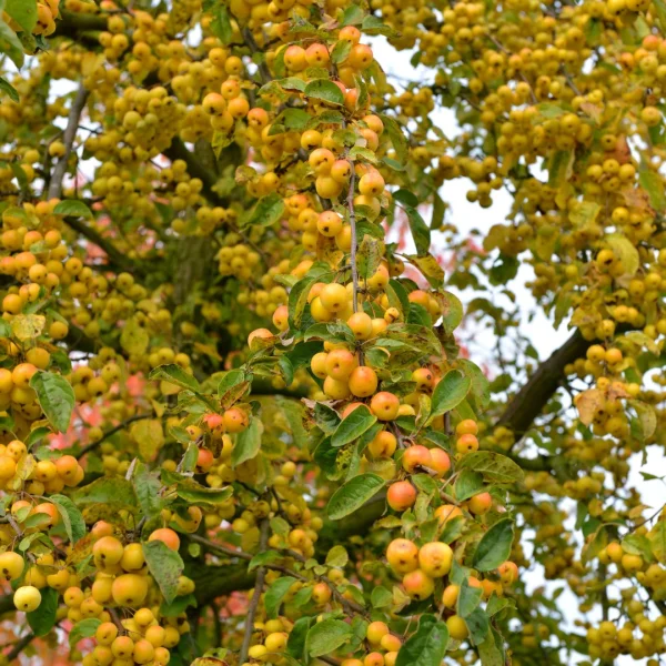 Malus 'Butterball' – Rosaceae