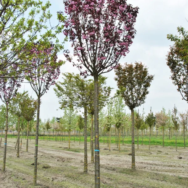 Malus POM'ZAI ('Courtabri') – Rosaceae