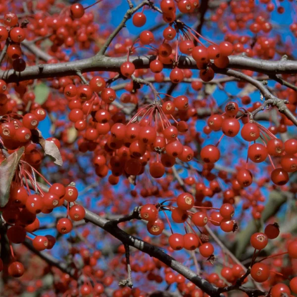 Malus 'Donald Wyman' – Rosaceae
