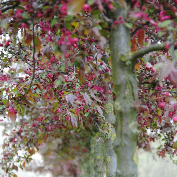 Malus 'Eleyi' – Rosaceae