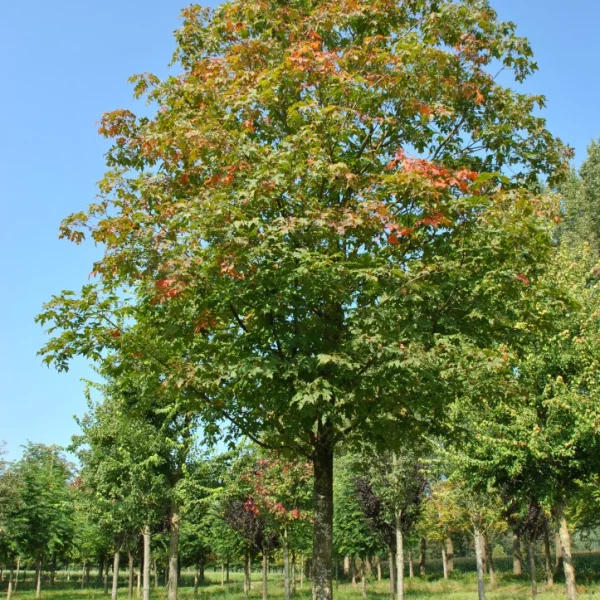 Acer saccharum 'Green Mountain' – Aceraceae
