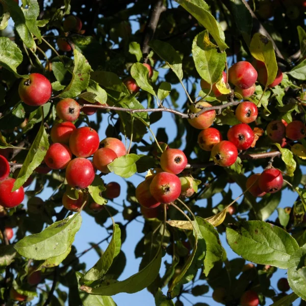 Malus 'Gorgeous' – Rosaceae