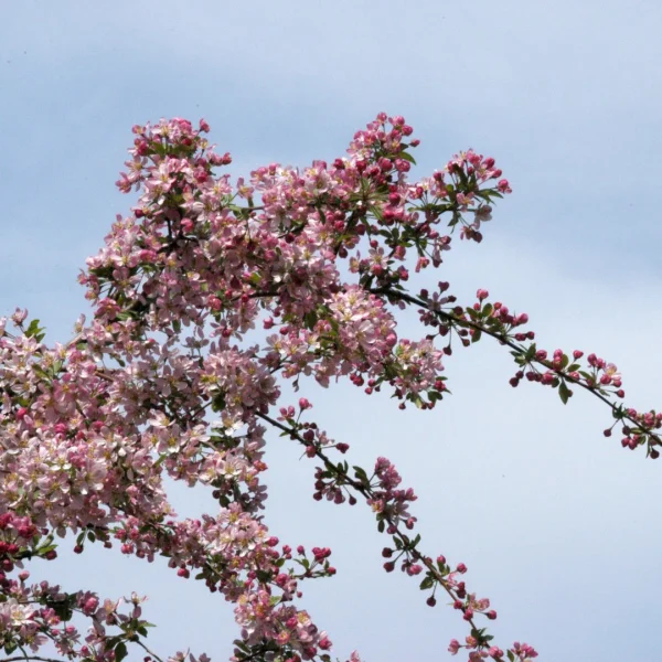 Malus 'Hillieri' – Rosaceae