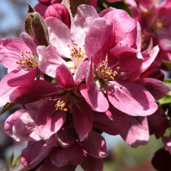 Malus 'Hopa' – Rosaceae