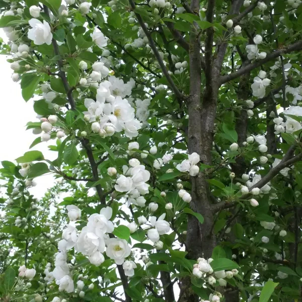 Malus MADONNA ('Mazam') – Rosaceae