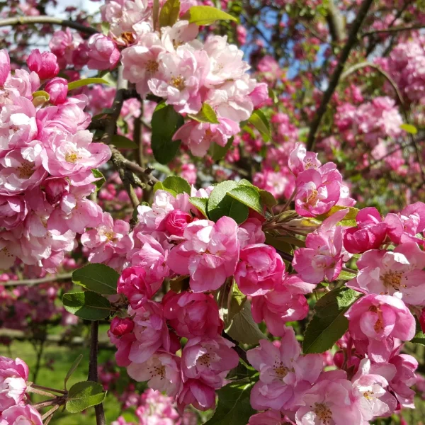 Malus magdeburgensis – Rosaceae