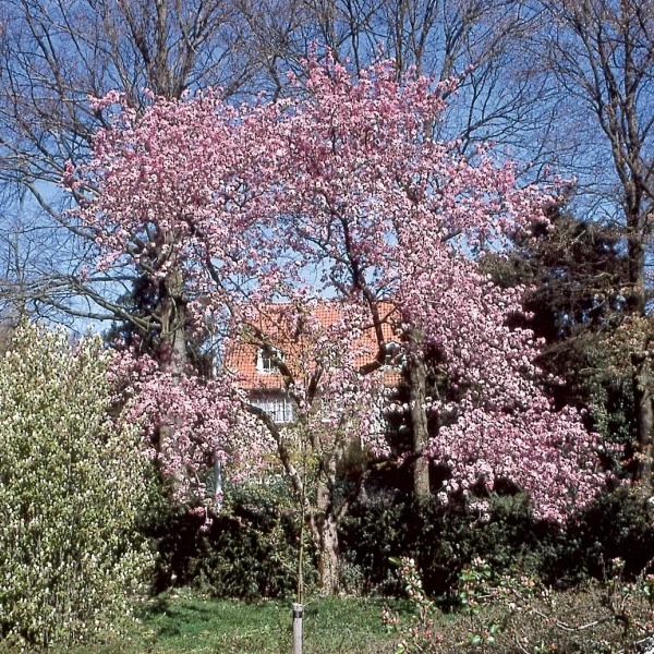 Malus 'Makamik' – Rosaceae