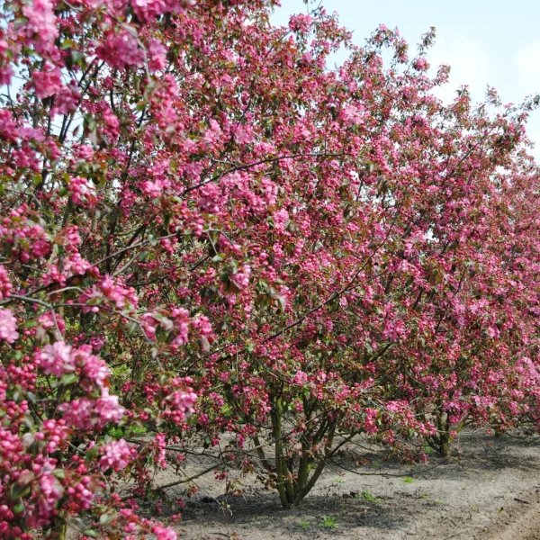Malus 'Mokum' – Rosaceae