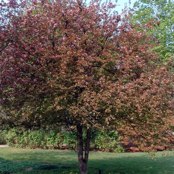 Malus 'Neville Copeman' – Rosaceae
