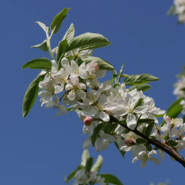 Malus 'Pom Zai' – Rosaceae