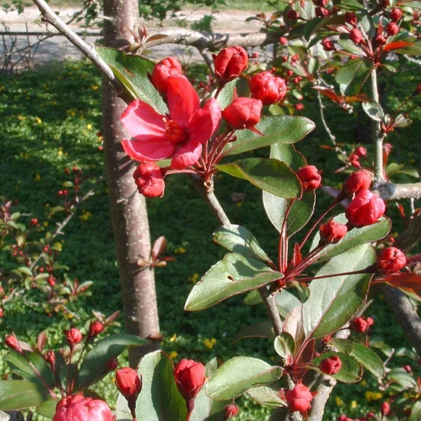Malus 'Prairiefire' – Rosaceae
