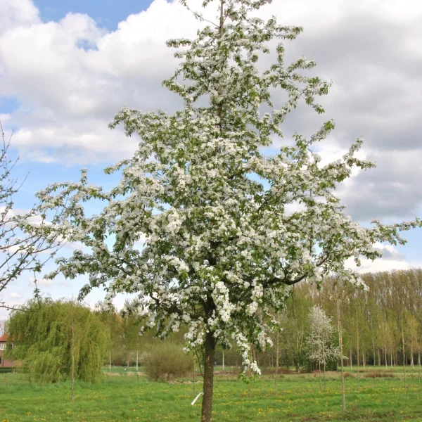 Malus 'Professor Sprenger' – Rosaceae