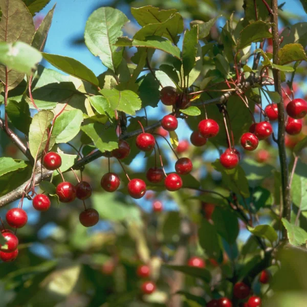 Malus 'Profusion' – Rosaceae