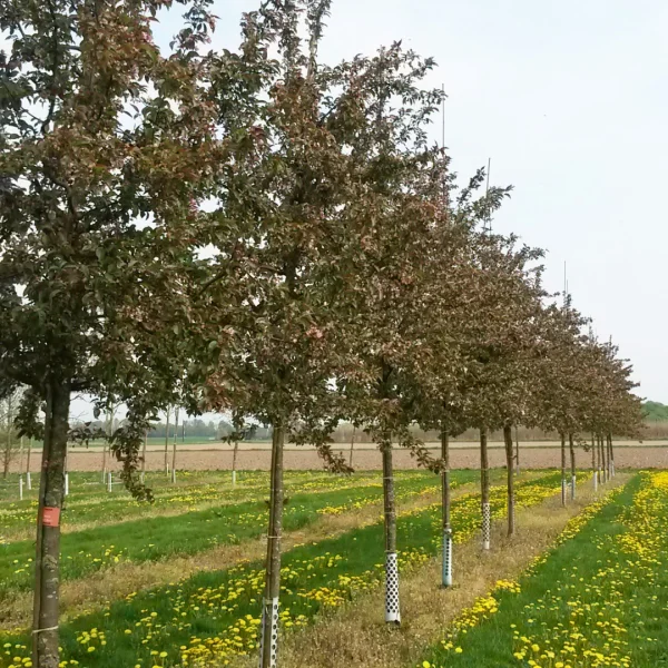 Malus 'Red Baron' – Rosaceae