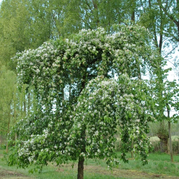 Malus 'Red Jade' – Rosaceae