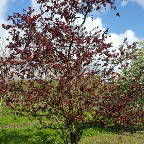 Malus 'Red Silver' – Rosaceae