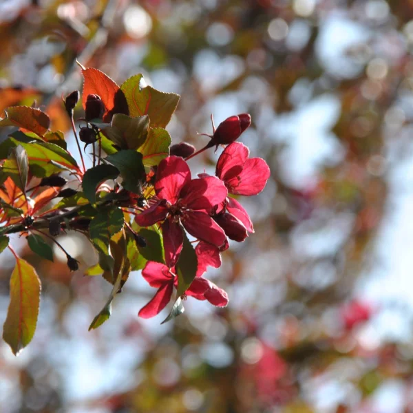 Malus 'Royalty' – Rosaceae