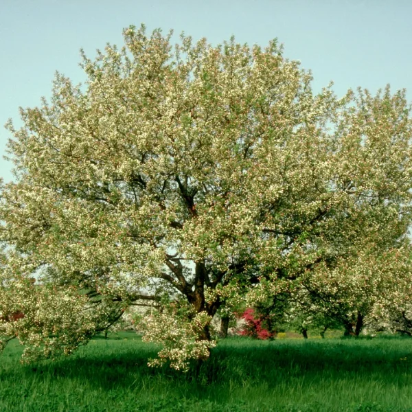 Malus 'Snowdrift' – Rosaceae
