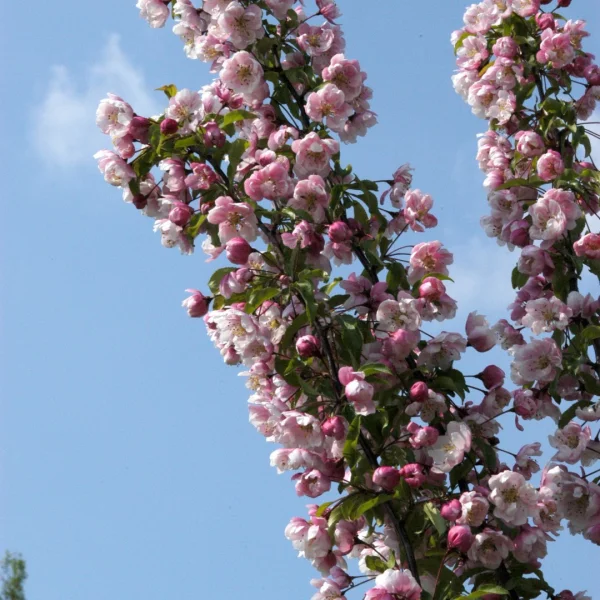 Malus 'Van Eseltine' – Rosaceae