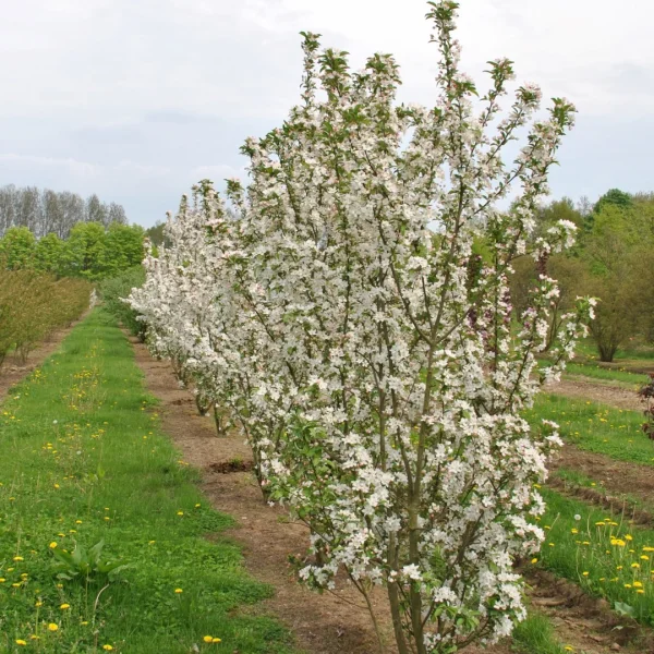 Malus 'White Angel' – Rosaceae