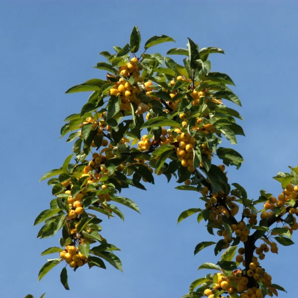 Malus 'Winter Gold' – Rosaceae