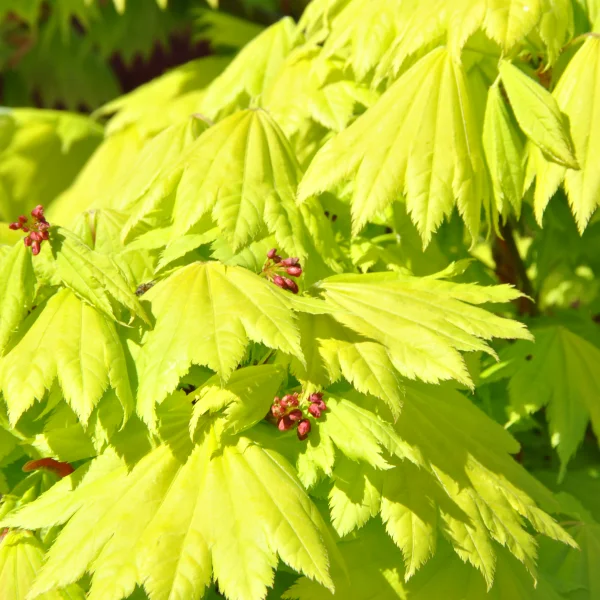 Acer shirasawanum 'Aureum' – Aceraceae