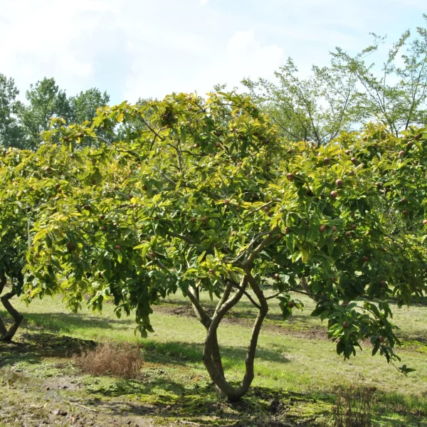 Mespilus germanica 'Bredase Reus' – Rosaceae