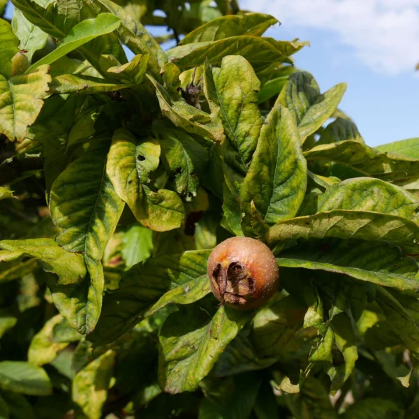 Mespilus germanica 'Macrocarpa' – Rosaceae