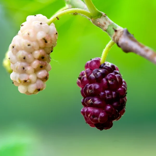 Morus alba – Moraceae