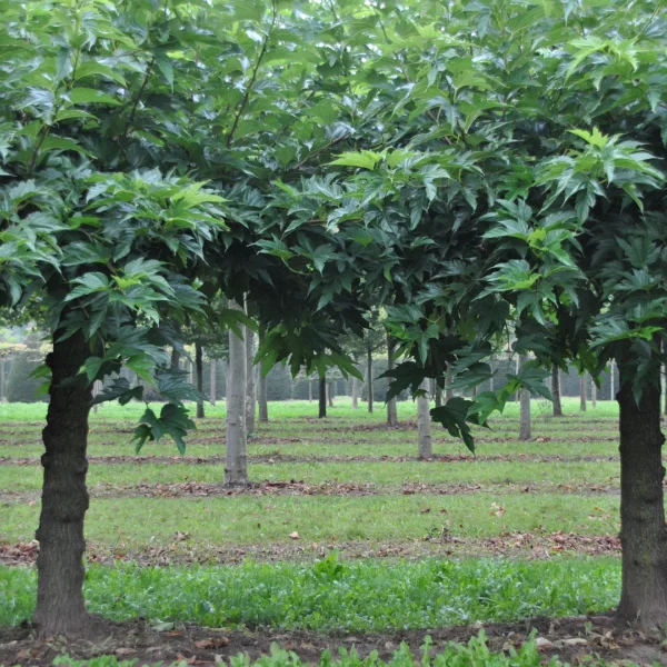 Morus alba 'Fruitless' – Moraceae
