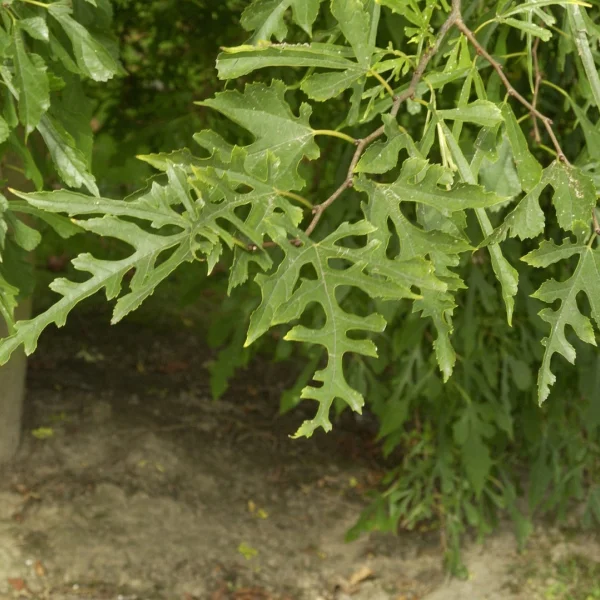 Morus alba 'Laciniata' – Moraceae